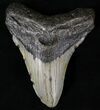 Megalodon Tooth - North Carolina #20804-1